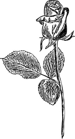 black roses draw on a white backgroundのイラスト素材