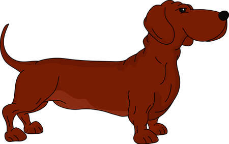 vector -  a dachshund isolated on backgroundのイラスト素材