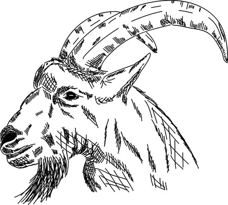  hand draw portrait goat isolated on backgroundのイラスト素材