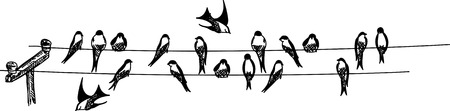 swallows sitting on phone wireのイラスト素材