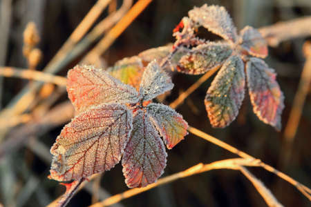 Frozen foliage at autumn timeの写真素材