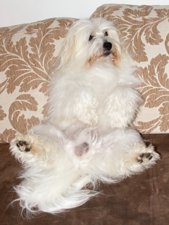 uncommon breed of dog Coton de Tulearの写真素材