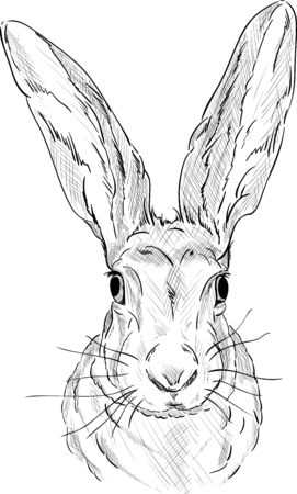  Portrait of a  hare - isolated on backgroundのイラスト素材