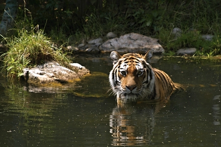 Tiger taking a bath at hot summer day