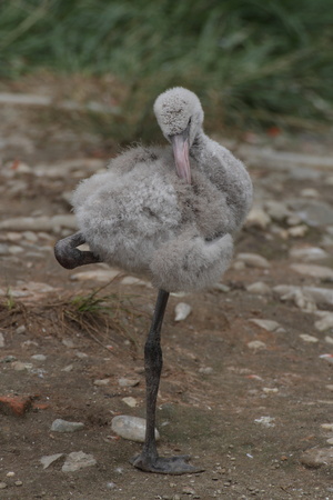 young Cuban flamingo (Phoenicopterus ruber) standing one legの写真素材