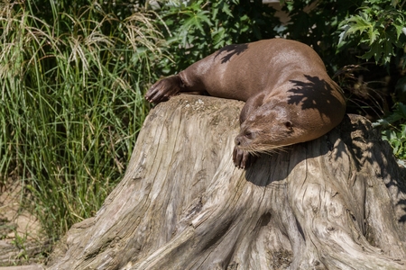 Giant otter resting on a large tree stumpの写真素材