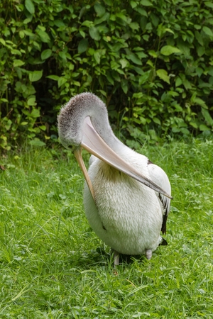 large white pelican cleaning feathers  (pelecanus onocrotalus) の写真素材