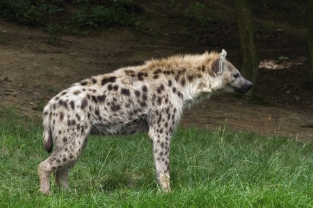a portrait the Spotted hyena (Crocuta crocuta) の写真素材