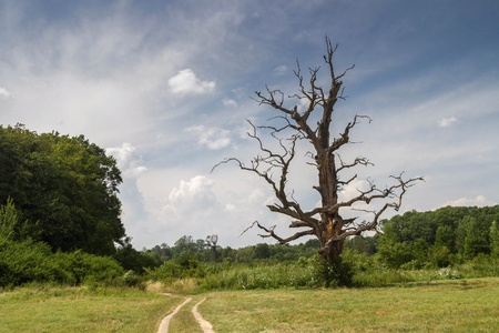 Old dry big tree in the landscapeの写真素材