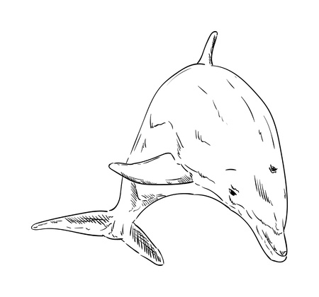 vector -  Dolphins  jumping out of the waterのイラスト素材