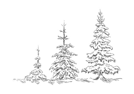 vector -three spruce trees at winter timeのイラスト素材