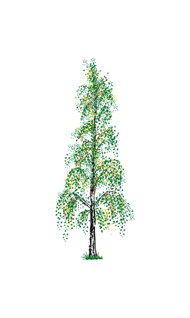 Vector  - birch tree isolated on backgroundのイラスト素材