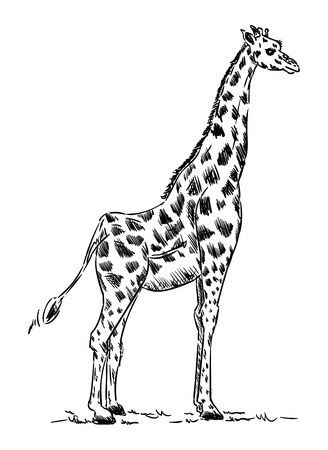 Giraffe isolated illustration.のイラスト素材