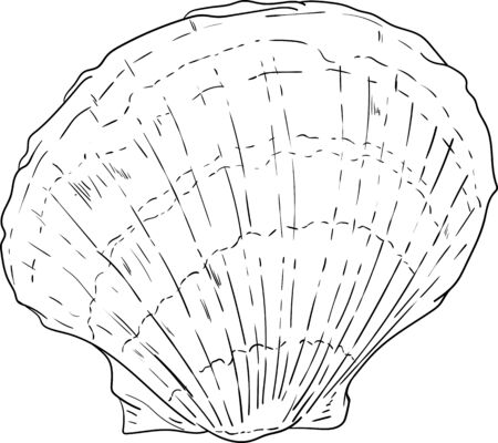 vector -  sea shell isolated on backgroundのイラスト素材