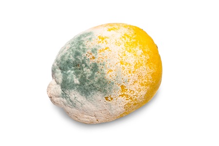 moldy lemon isolated on a white backgroundの写真素材