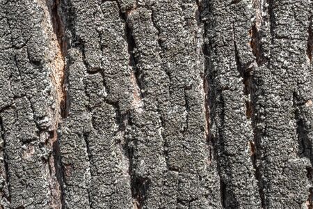 A close-up phoA close-up photo of a tree bark with a very prominent texture. Tree bark texture with moss. Horizontal background for designerの写真素材
