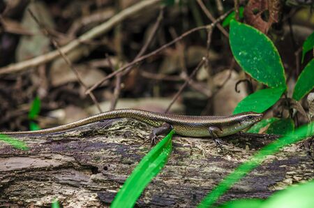 rare lizard, in natural habitat, Baco national park Malaysia, horizontal