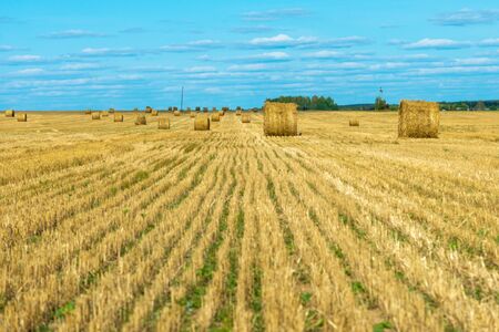 Hay bales on the agricultural field after harvest sunny summer day, Cultivated Field, horizontalの写真素材