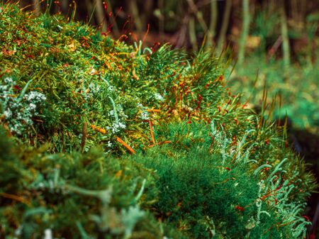 Close up of Cyan lichen and other lichens and moss. macro photo, backgroundの写真素材