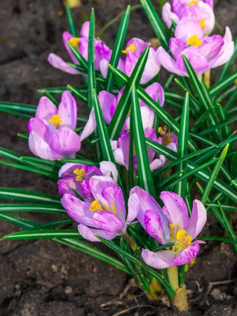 beautiful lilac purple flowers grow on the ground. verticalの写真素材