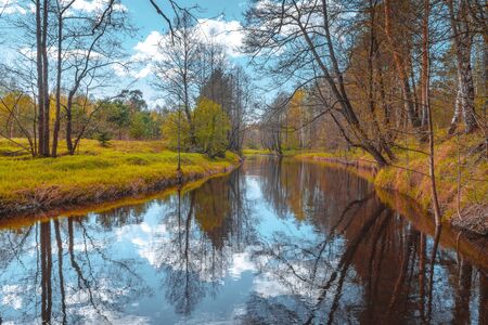 Colorful autumn trees at a small forest river. Nature, background.の写真素材