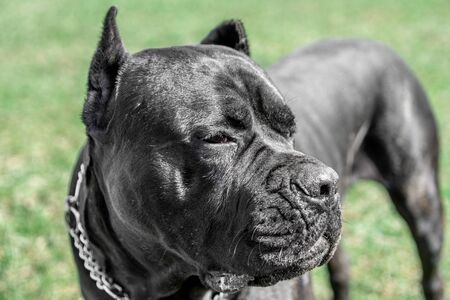 dog breed Cane Corso, focus on the head. on the background of green grassの写真素材