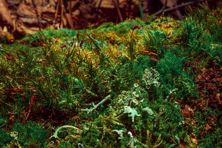 Close up of Cyan lichen and other lichens and moss. macro photo, backgroundの写真素材