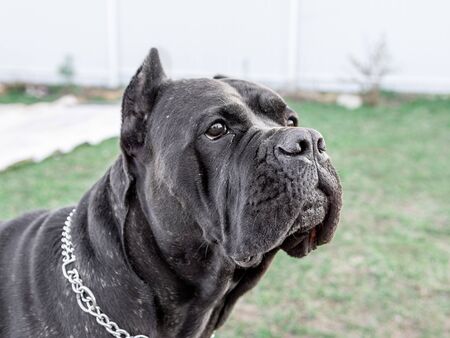 dog breed Cane Corso, focus on the head. on the background of green grassの写真素材