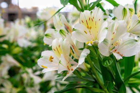 bouquet of beautiful White Alstroemeria summer Flowers. Natural floral backgroundの写真素材