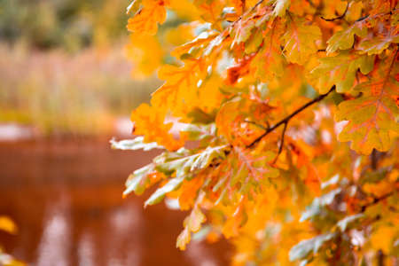bright, yellow orange, red oak leaves. autumn leaves. Autumn leaves on the sun. Fall blurred...