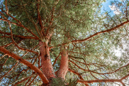 Pine tree view from below into the sky. Spruce pine trunk with dry branches at the bottom and green needles at the top. tonedの写真素材