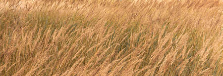background dry golden brown grass with ripe branches of ears against the background of sunset on a...