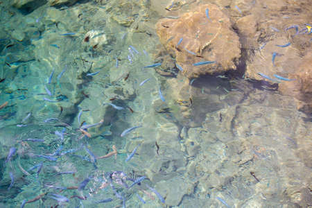 lot of fish in underwater clean and clear like glass sea ocean water. Small, baby fish swim at...