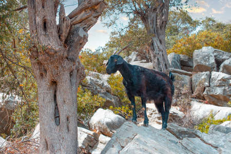black mountain goat in its natural habitat. Mountain goat on the background of picturesque rocks and vegetationin yellow autumn leavesの写真素材
