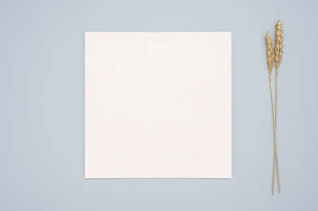 White paper empty blank, golden dried grass decoration on neutral background. White square...