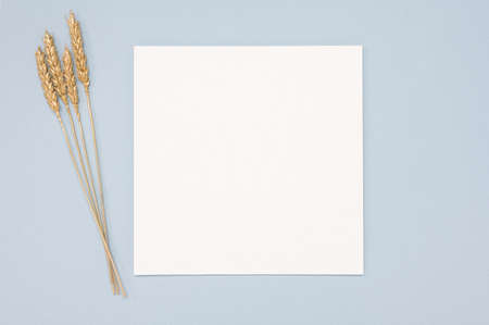 White paper empty blank, golden dried grass decoration on neutral background. White square...