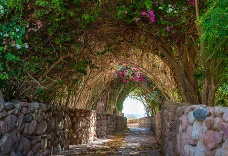 Arch alley in Summer garden. Beautiful footpath in the garden. Walk way with colorful flowers and...