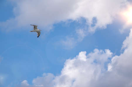 Seagull flies against the blue cloudy sky. beautiful white lone seagull flies against the blue sky,...