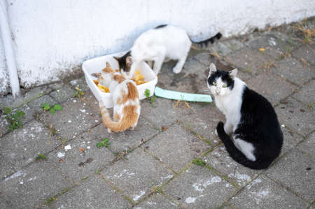 Stray cats begging for food. problem of stray animals, the concept of a shelter for stray cats. problem of stray animals, the concept of a shelter for stray cats.の写真素材