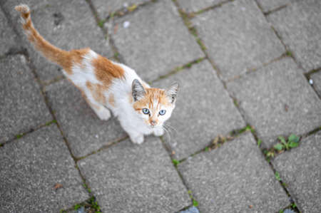 problem of stray animals, the concept of a shelter for stray cats. Stray cat begging for food. Homeless animals.の写真素材