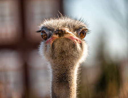 Head shot of an ostrich looking at camera. Potrait of a Ostrich Head in Natural Environment. Common...