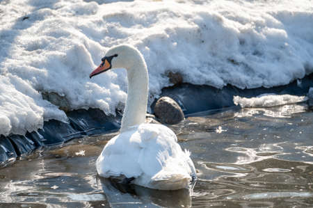 Snow white Mute Swan, Cygnus olor swims in winter lake. Swans are very graceful and beautiful monogamous birds. place of wintering of swansの写真素材