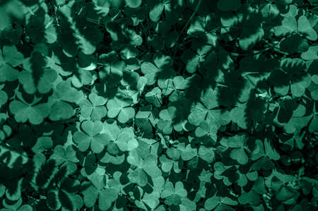 Shamrock Clover Natural Dark Background. natural green background. Plant and herb texture. Green...