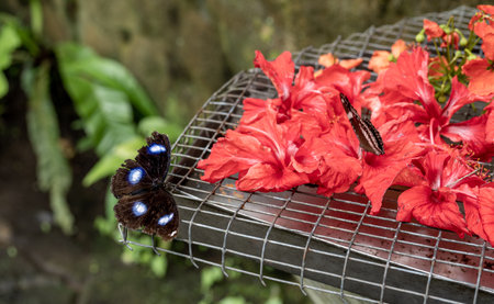 Beautiful big brown tropical Owl butterfly or Caligo eating sweet nectar of red flower, close up...