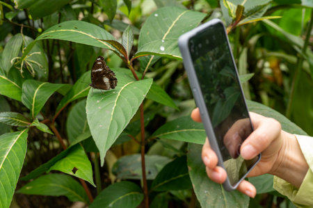 Hand holding mobile phone and take photo butterfly on against background of green leaves.の写真素材