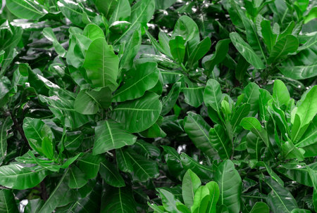 Green leaf abstract background. green leaf texture. Fresh, juicy, beautiful tree leaf close-up. Summer, nature background. beautiful natural backgroundの写真素材