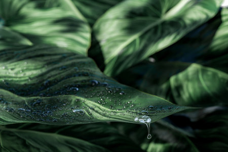 Product placement for cosmetic product skin care and moisturizer. drops water flow down from dark green leaf background. Space for Organic, bio cosmetics with copy space on natural plants backgroundの写真素材