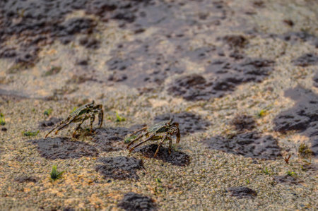 Crab on wet stone. Wet granite rocks provide stage for crab intricate dance. resilient crustacean navigates the textured surfaceの写真素材