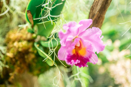 Tropical pink orchids. orchids bloom. intricate details of petals and surrounding foliage biodiversity and natural wonder. vibrant testament to beauty of tropical flora in native environmentの写真素材