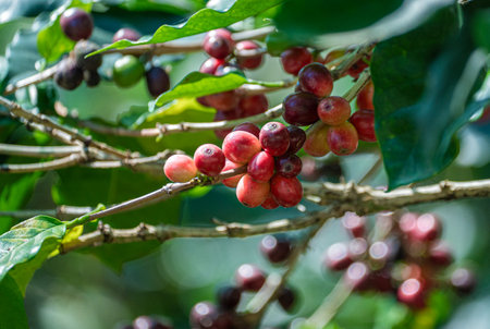 coffee fruits in various stages of ripening, flourishing amidst vibrant foliage of coffee tree....